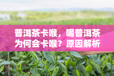 普洱茶卡喉，喝普洱茶为何会卡喉？原因解析与解决方法