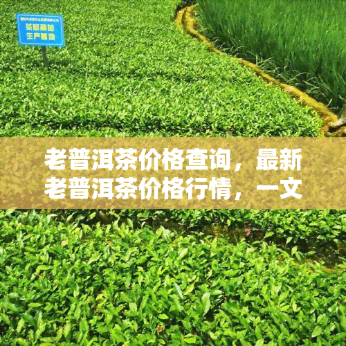 老普洱茶价格查询，最新老普洱茶价格行情，一文带你了解市场动态！