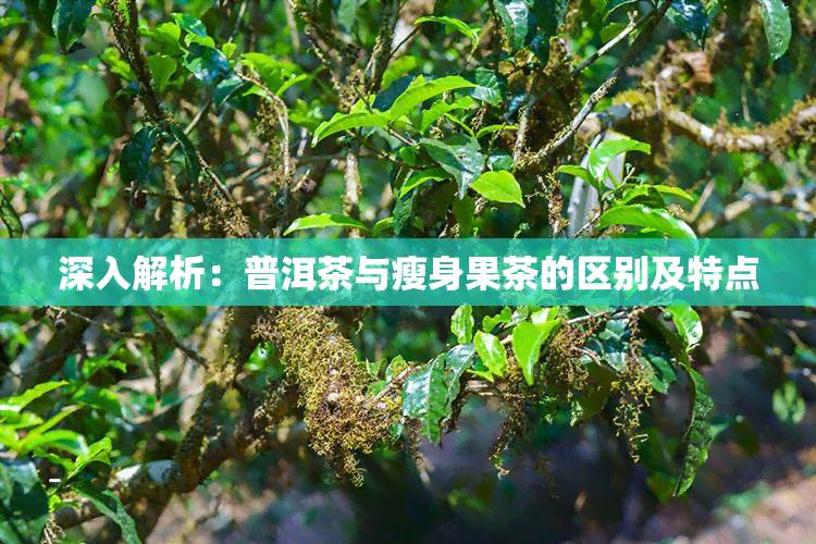 深入解析：普洱茶与瘦身果茶的区别及特点