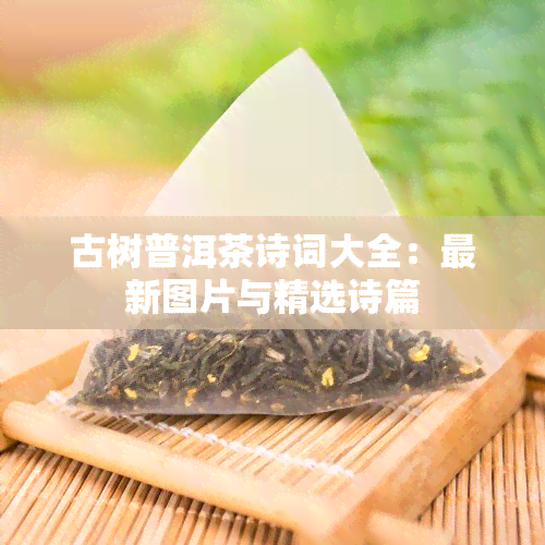 古树普洱茶诗词大全：最新图片与精选诗篇