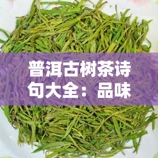 普洱古树茶诗句大全：品味千年古韵，领略茶叶风情