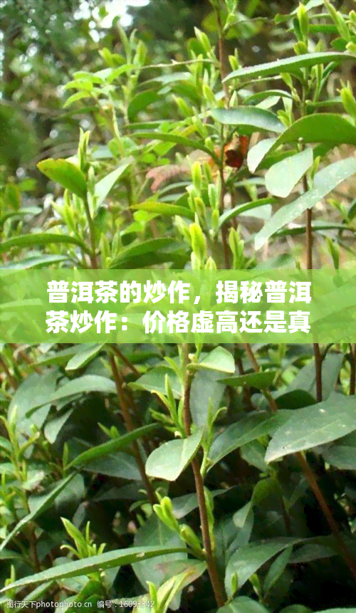 普洱茶的炒作，揭秘普洱茶炒作：价格虚高还是真有其值？