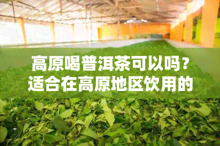 高原喝普洱茶可以吗？适合在高原地区饮用的茶叶推荐