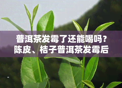 普洱茶发霉了还能喝吗？陈皮、桔子普洱茶发霉后如何判断是否能饮用？