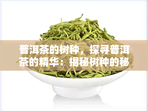 普洱茶的树种，探寻普洱茶的精华：揭秘树种的秘密