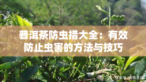 普洱茶防虫措大全：有效防止虫害的方法与技巧