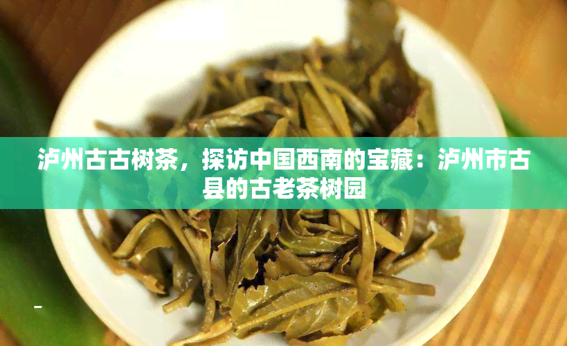 泸州古古树茶，探访中国西南的宝藏：泸州市古县的古老茶树园