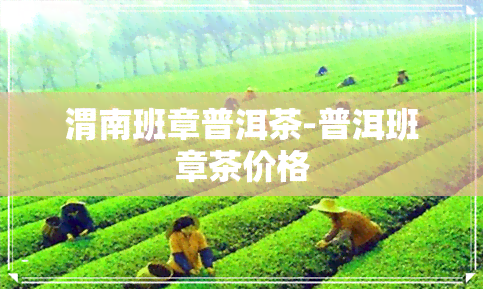 渭南班章普洱茶-普洱班章茶价格