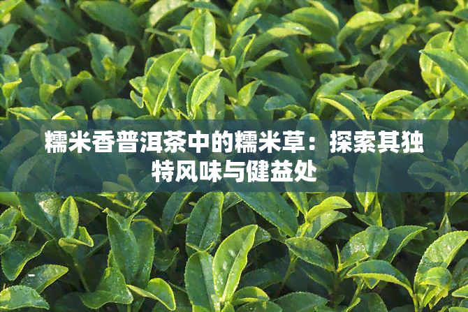 糯米香普洱茶中的糯米草：探索其独特风味与健益处