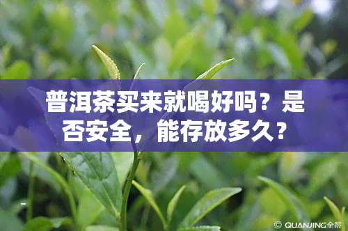 普洱茶买来就喝好吗？是否安全，能存放多久？