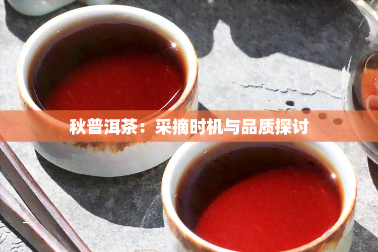 秋普洱茶：采摘时机与品质探讨