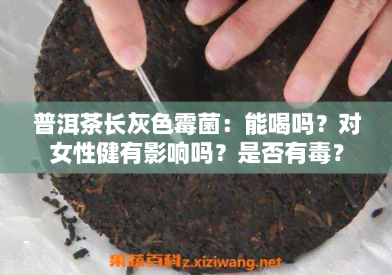 普洱茶长灰色霉菌：能喝吗？对女性健有影响吗？是否有？