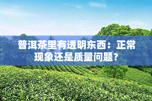 普洱茶里有透明东西：正常现象还是质量问题？