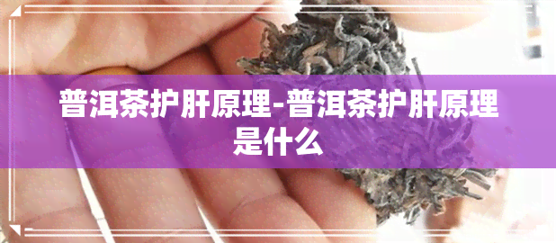 普洱茶护肝原理-普洱茶护肝原理是什么