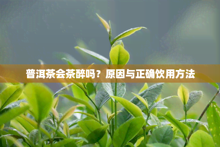 普洱茶会茶醉吗？原因与正确饮用方法