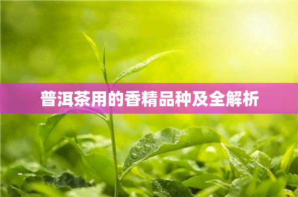 普洱茶用的香精品种及全解析