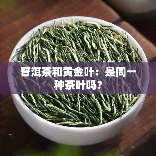 普洱茶和黄金叶：是同一种茶叶吗？