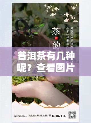 普洱茶有几种呢？查看图片大全及价格信息