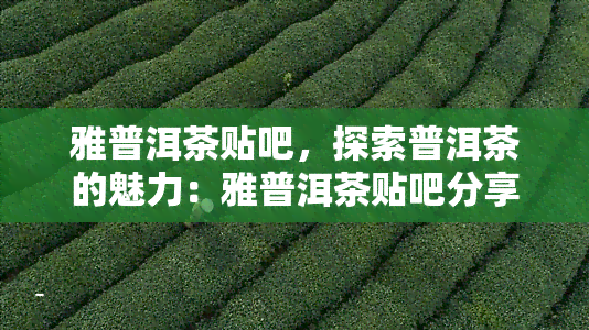 雅普洱茶贴吧，探索普洱茶的魅力：雅普洱茶贴吧分享与交流