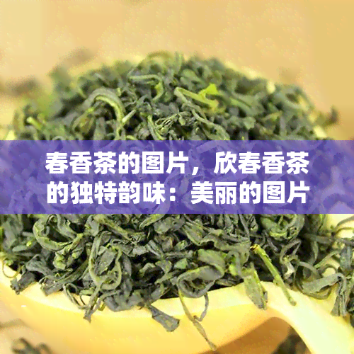 春香茶的图片，欣春香茶的独特韵味：美丽的图片展示