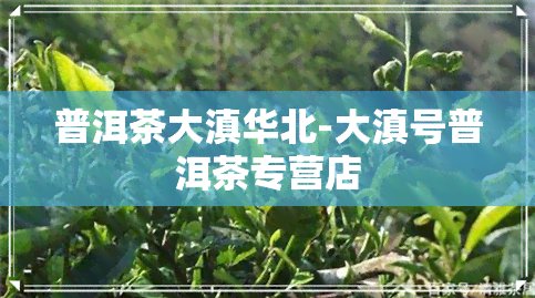 普洱茶大滇华北-大滇号普洱茶专营店