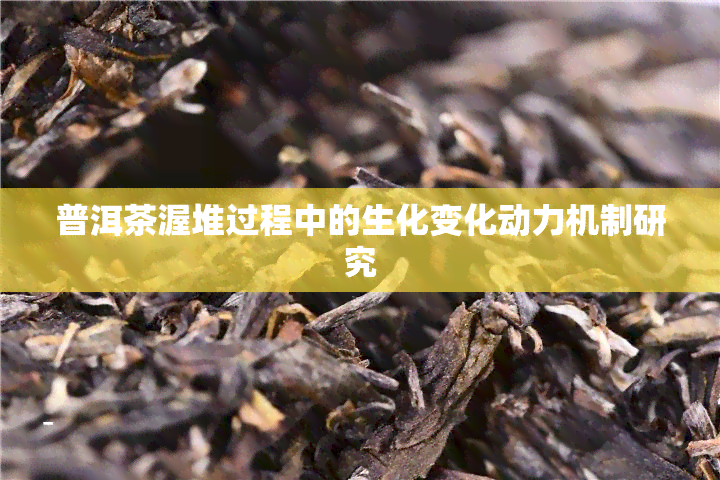 普洱茶渥堆过程中的生化变化动力机制研究