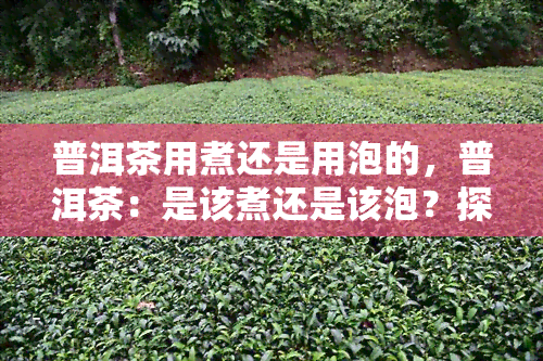 普洱茶用煮还是用泡的，普洱茶：是该煮还是该泡？探讨冲泡方法