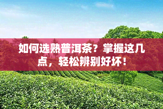 如何选熟普洱茶？掌握这几点，轻松辨别好坏！