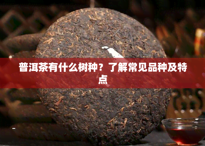 普洱茶有什么树种？了解常见品种及特点