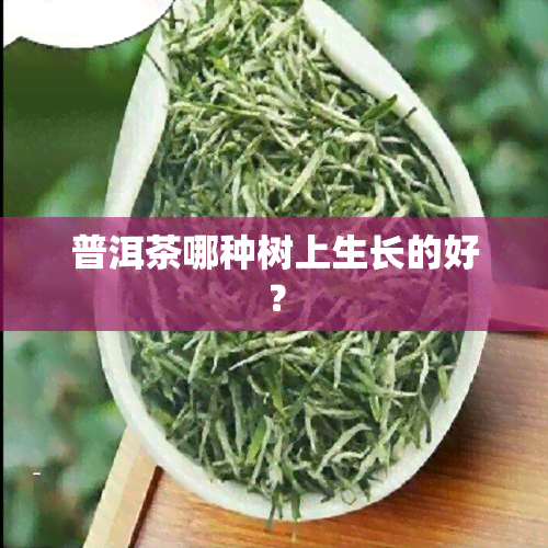 普洱茶哪种树上生长的好？