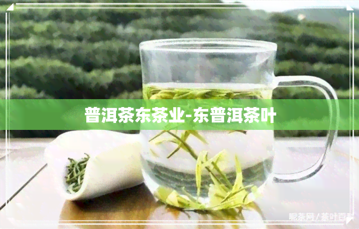 普洱茶东茶业-东普洱茶叶