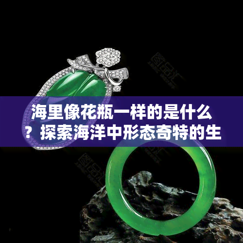 海里像花瓶一样的是什么？探索海洋中形态奇特的生物与植物