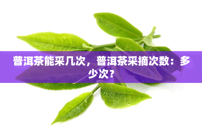 普洱茶能采几次，普洱茶采摘次数：多少次？