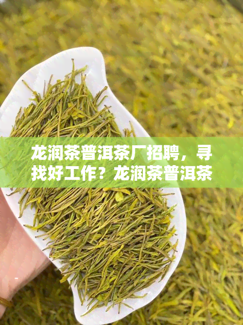 龙润茶普洱茶厂招聘，寻找好工作？龙润茶普洱茶厂期待你的加入！