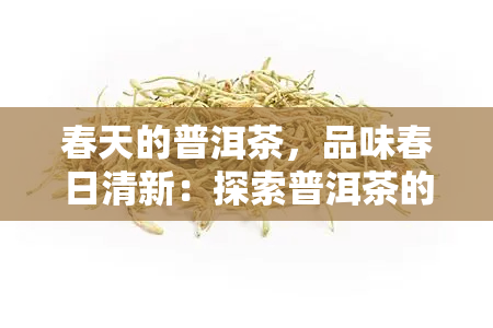 春天的普洱茶，品味春日清新：探索普洱茶的魅力