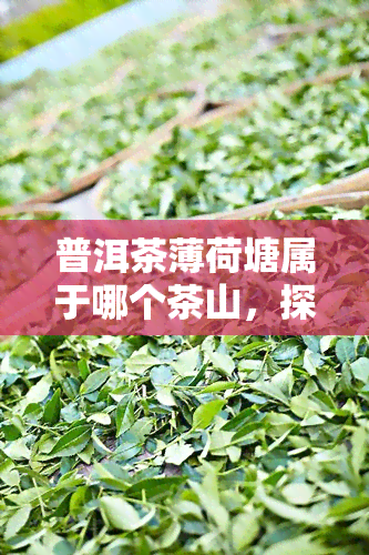 普洱茶薄荷塘属于哪个茶山，探寻普洱茶的源头：薄荷塘茶山究竟属于哪里？