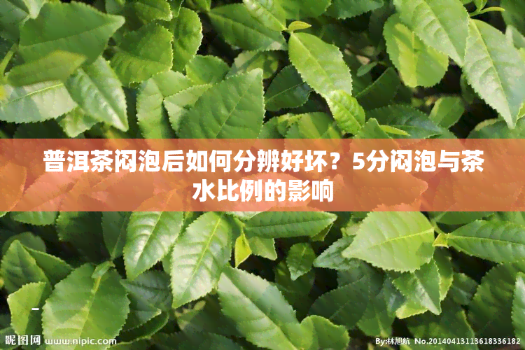 普洱茶闷泡后如何分辨好坏？5分闷泡与茶水比例的影响