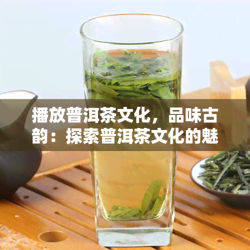 播放普洱茶文化，品味古韵：探索普洱茶文化的魅力