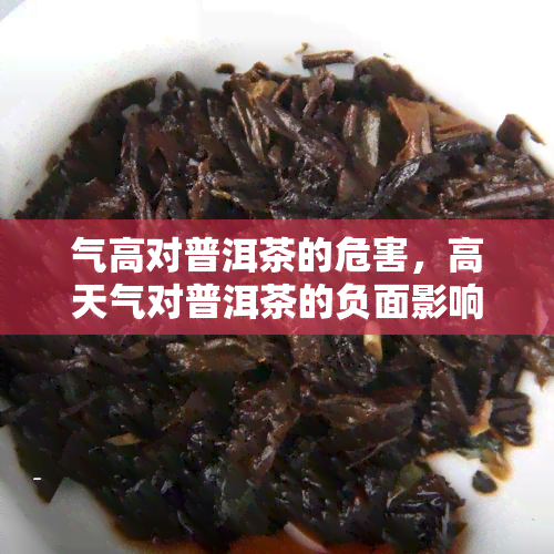 气高对普洱茶的危害，高天气对普洱茶的负面影响