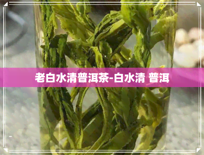 老白水清普洱茶-白水清 普洱