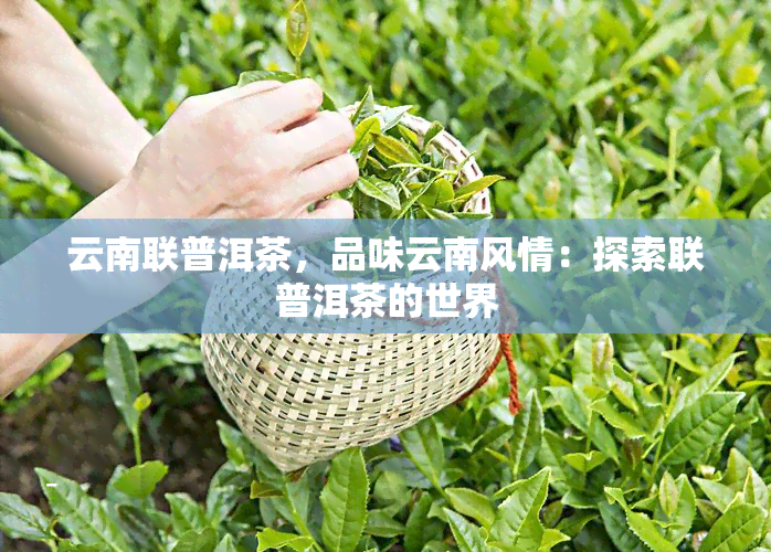 云南联普洱茶，品味云南风情：探索联普洱茶的世界