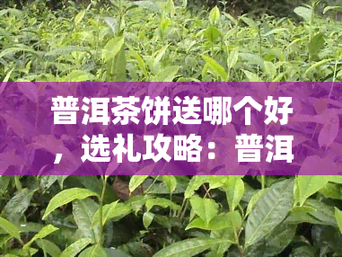 普洱茶饼送哪个好，选礼攻略：普洱茶饼送哪个好？这份指南帮你决定！