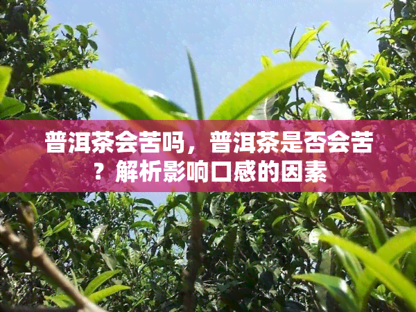 普洱茶会苦吗，普洱茶是否会苦？解析影响口感的因素