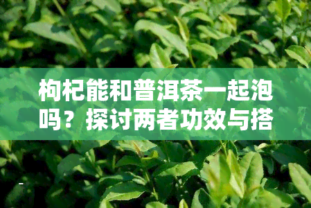 枸杞能和普洱茶一起泡吗？探讨两者功效与搭配可能性