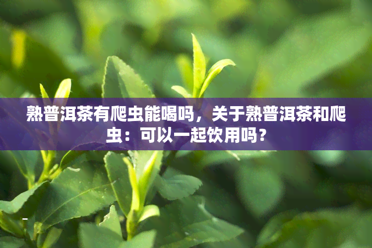 熟普洱茶有爬虫能喝吗，关于熟普洱茶和爬虫：可以一起饮用吗？