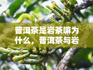 普洱茶是岩茶嘛为什么，普洱茶与岩茶的区别：为什么普洱茶不是岩茶？