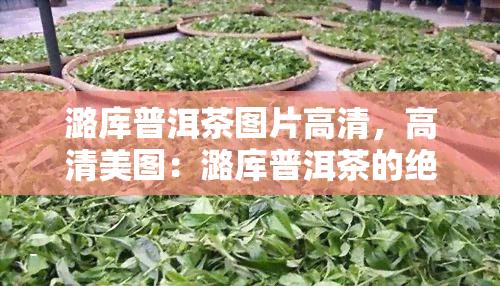 潞库普洱茶图片高清，高清美图：潞库普洱茶的绝美瞬间