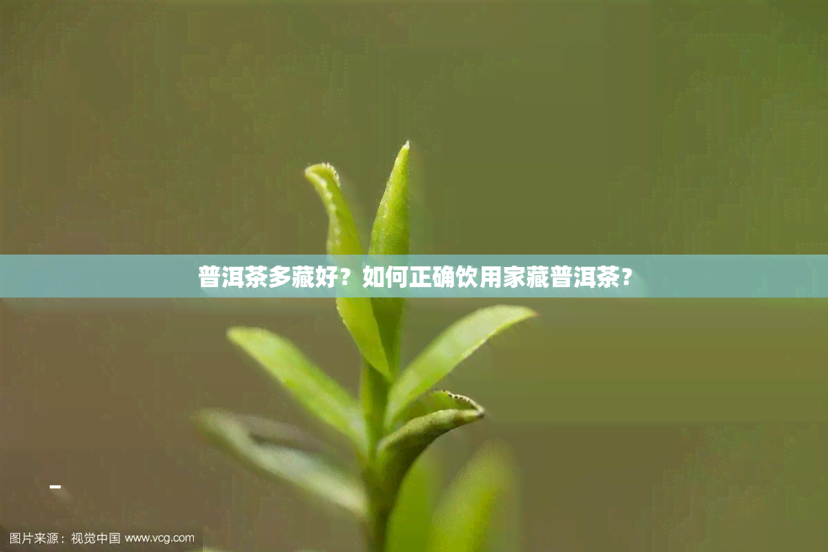 普洱茶多藏好？如何正确饮用家藏普洱茶？