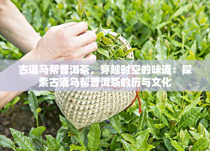 古道马帮普洱茶，穿越时空的味道：探索古道马帮普洱茶的历与文化