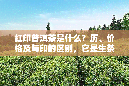 红印普洱茶是什么？历、价格及与印的区别，它是生茶还是熟茶？